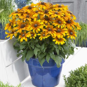 Rudbeckia x Echinacea cross. A stunning new hybrid Rudbeckia. Large, velvety, long lasting blooms open from midsummer.