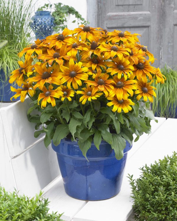 Rudbeckia Summerina Butterscotch Biscuit pot Rudbeckia x Echinacea cross. A stunning new hybrid Rudbeckia. Large, velvety, long lasting blooms open from midsummer.