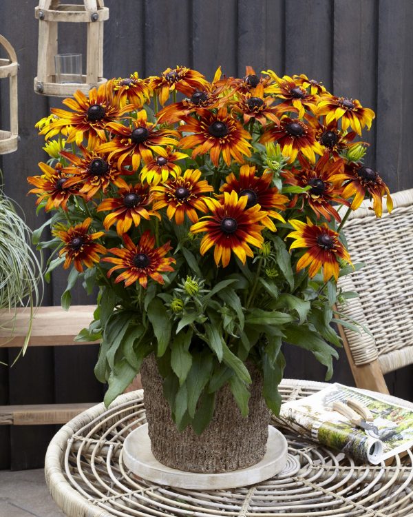 This is a Rudbeckia x Echinacea cross. A stunning new hybrid Rudbeckia. Large, velvety, long lasting blooms open from midsummer.