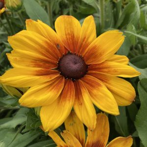 Rudbeckia ‘Sunbeckia Luna’ is a strong, compact perennial with large golden flowers and red heart around a central cone.