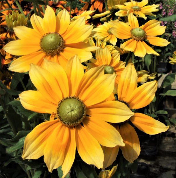 Rudbeckia hirta Prairie Sun WEB