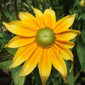 Rudbeckia Hirta ‘Prairie Sun’