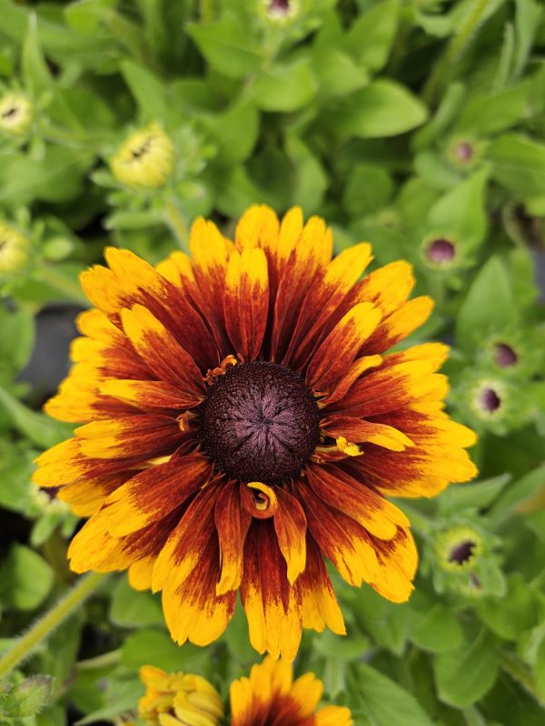 Rudbeckia ‘Summerdaisy Red Bicolour’ Rudbeckia ‘Summerdaisy Red Bicolour’