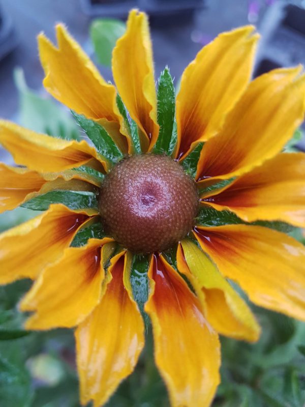 Rudbeckia ‘Summerina Butterscotch Biscuit’ Rudbeckia ‘Summerina Butterscotch Biscuit’