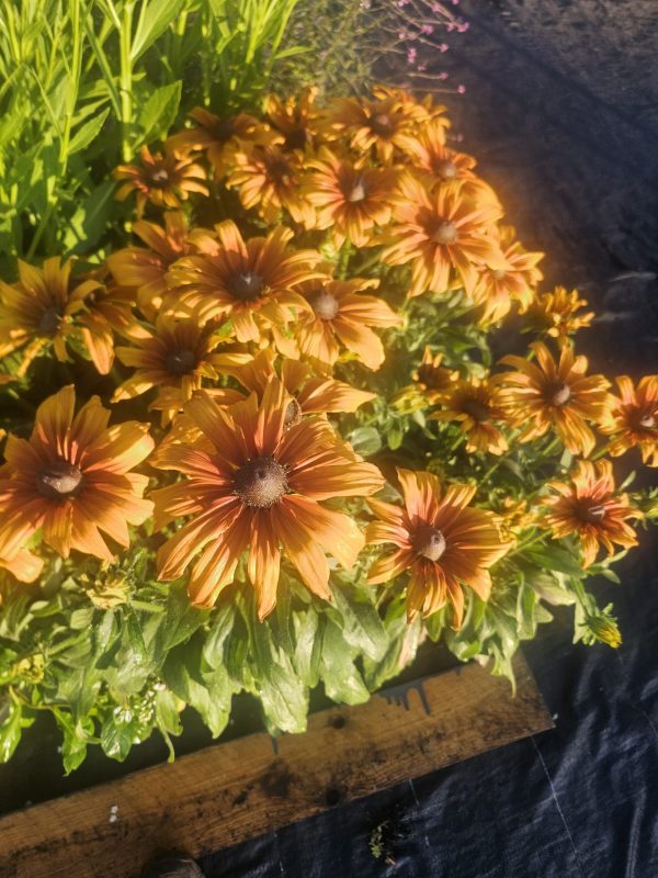 Rudbeckia ‘Summerina Butterscotch Biscuit’3 Rudbeckia ‘Summerina Butterscotch Biscuit’