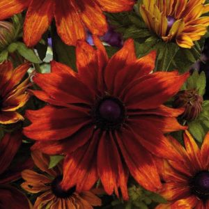 Rudbeckia Hirta ‘Cappuccino’