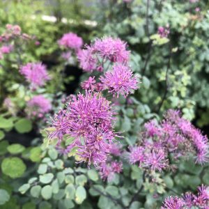 Thalictrum 'My Little Favourite'