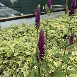 Veronica longifolia 'First Match'