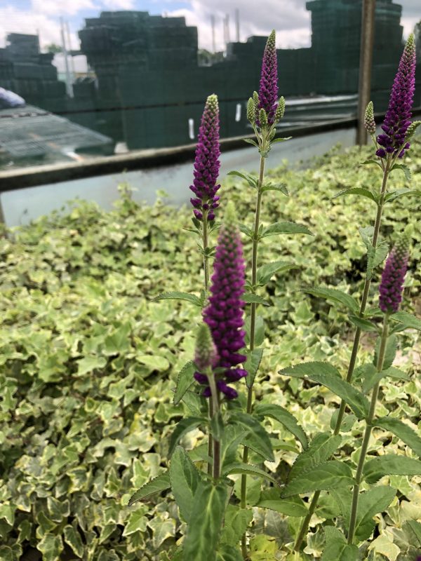 Veronica longifolia 'First Match'