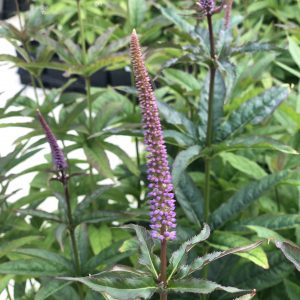 Veronicastrum virginicum 'Red Arrow'