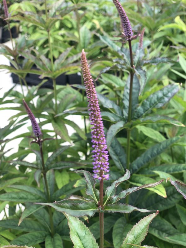 Veronicastrum virginicum 'Red Arrow'