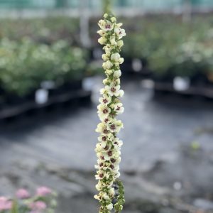 https://www.rhs.org.uk/plants/256181/verbascum-chaixii-wedding-candles/details