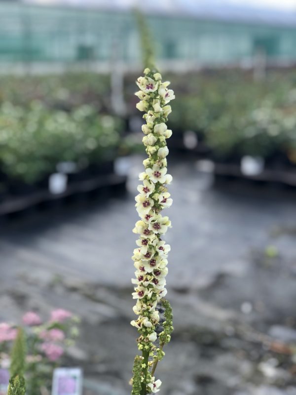 https://www.rhs.org.uk/plants/256181/verbascum-chaixii-wedding-candles/details