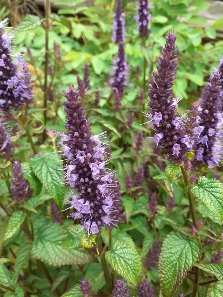 Agastache rugosa 'Little Adder' | Shop Agastache Today | Proctors Nursery