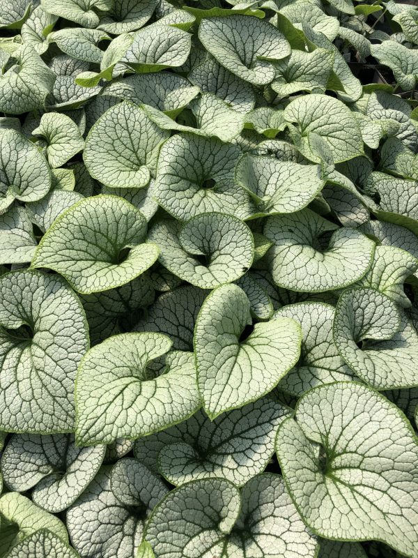 Brunnera macrophylla 'Sterling Silver' 2 Brunnera macrophylla 'Sterling Silver'