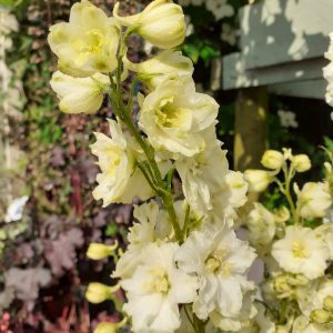 Delphinium 'Sherbet Lemon'