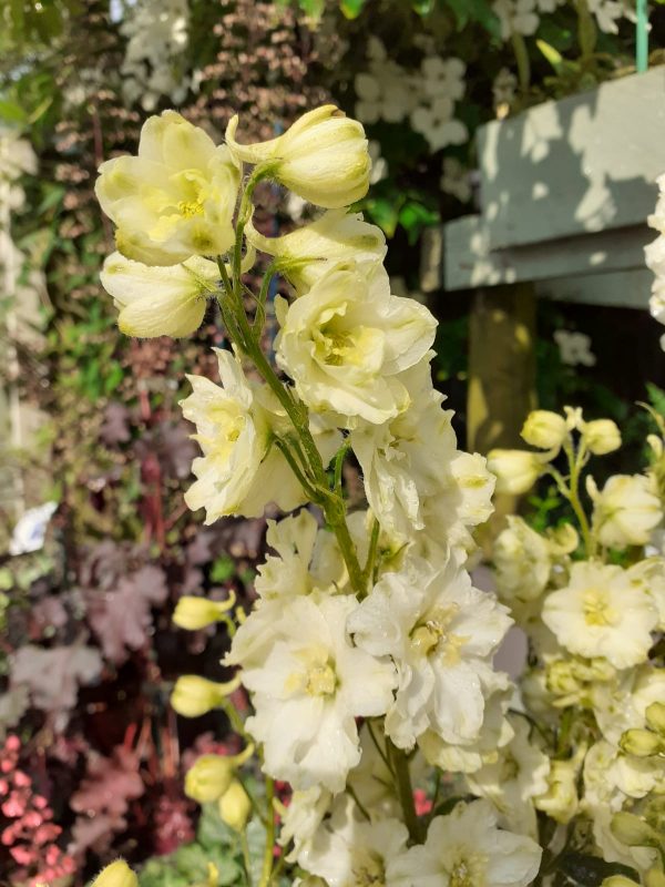 Delphinium 'Sherbet Lemon'