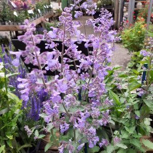 Nepeta x faassenii 'Walkers Low'