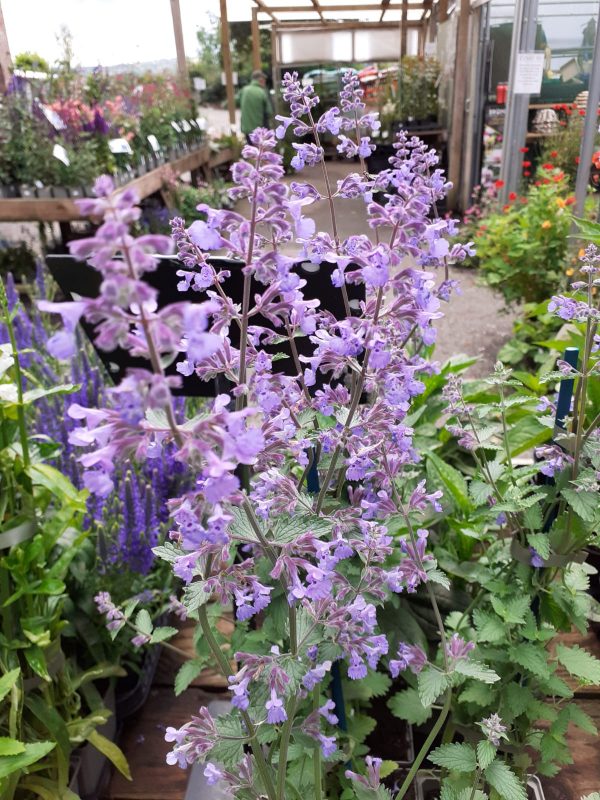 Nepeta Walkers Low Nepeta x faassenii 'Walkers Low'
