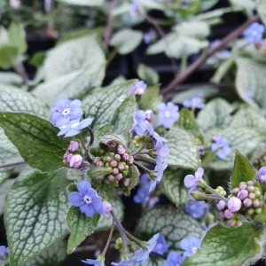 Brunnera macrophylla 'Sterling Silver'
