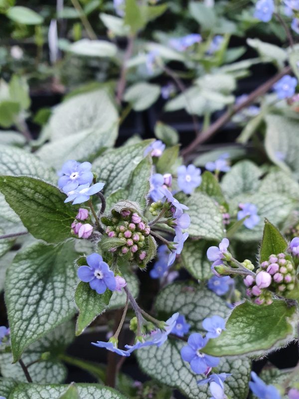 Sterling Silver Brunnera macrophylla 'Sterling Silver'