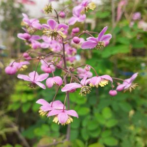 Thalictrum rochebruneanum