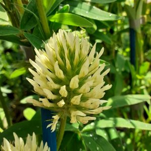 Trifolium ochroleucum