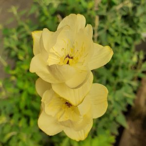 Trollius x cultorum 'Alabaster'