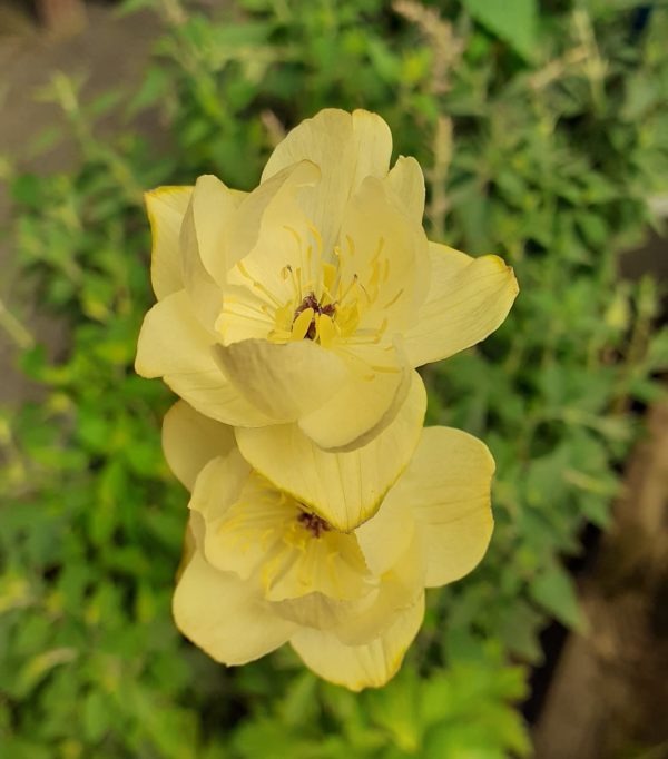 Trollius x cultorum 'Alabaster'