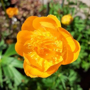 Trollius x cultorum 'Etna'