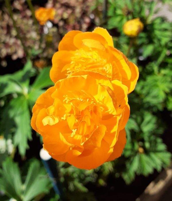 Trollius Etna x2