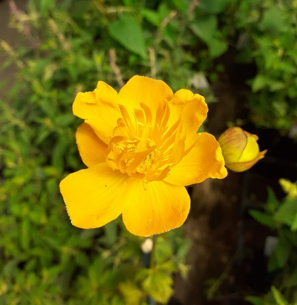 Trollius Golden Queen Trollius chinensis 'Golden Queen'