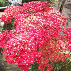 Achillea millefolium 'Paprika' is an amazing perennial with small clusters of redish flowers