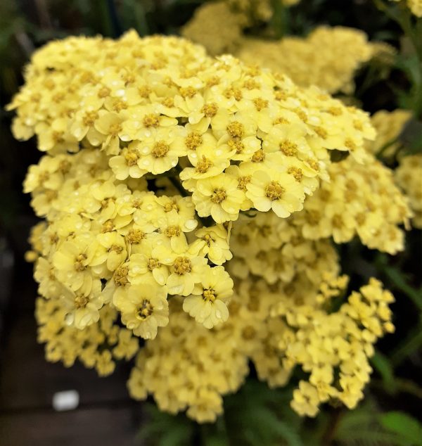 Achillea millefolium Sunny Seduction3 WEB Achillea millefolium 'Sunny Seduction'