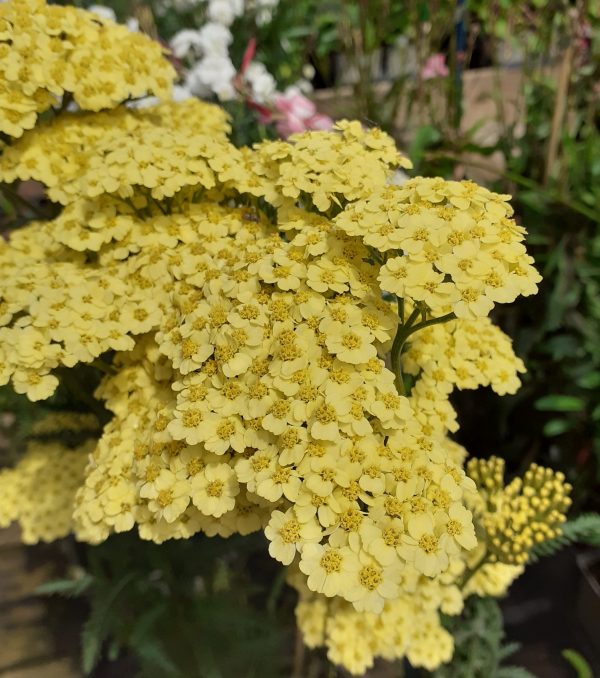 Achillea millefollium Sunny Seduction4 WEB Achillea millefolium 'Sunny Seduction'
