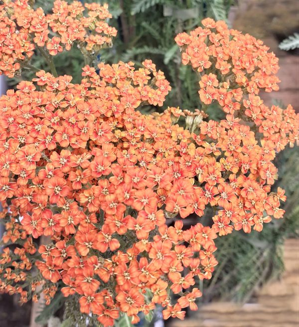 Achillea millefollium Terracotta Achillea millefolium 'Terracotta'