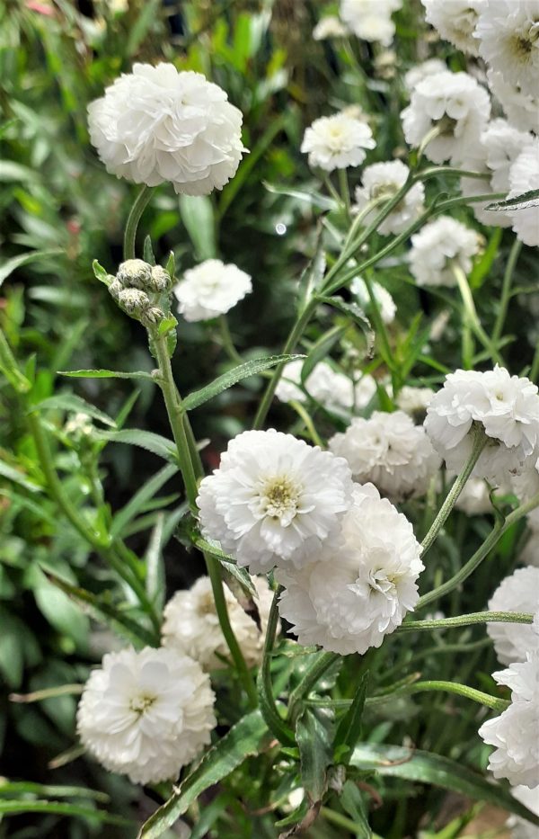 Achillea ptarmica Peter Cottontail3 WEB Achillea ptarmica 'Peter Cottontail'