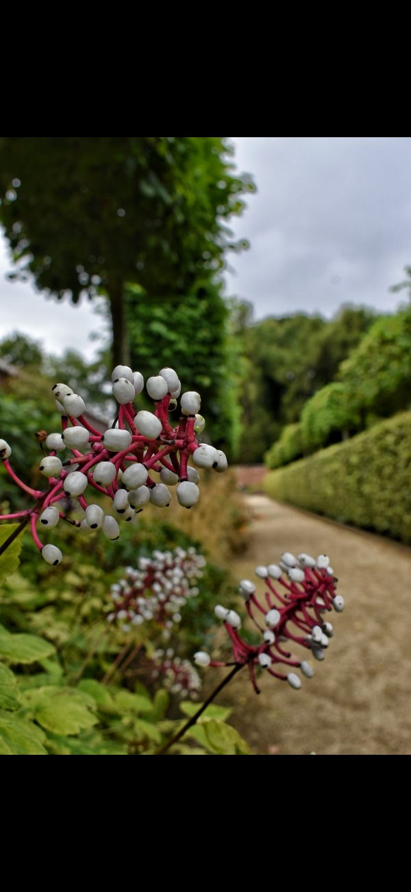 Actaea pachypoda 'Misty Blue'