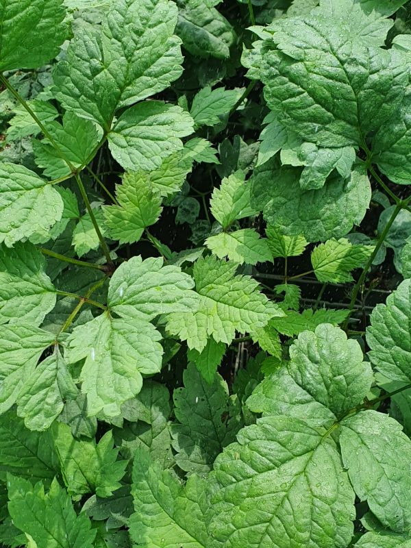 Actaea pachypoda 'Misty Blue'