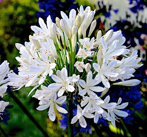 Agapanthus 'Best in Show'