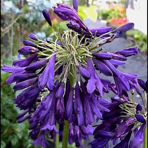 Agapanthus 'Darkest of All' has stunning flower spikes of amazing purple flowers