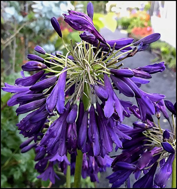 Agapanthus 'Darkest of All' has stunning flower spikes of amazing purple flowers