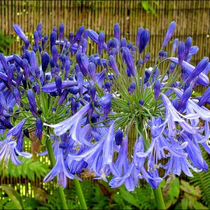 Agapanthus 'Jack's Blue'