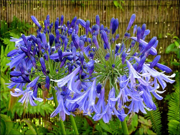 Agapanthus 'Jack's Blue'