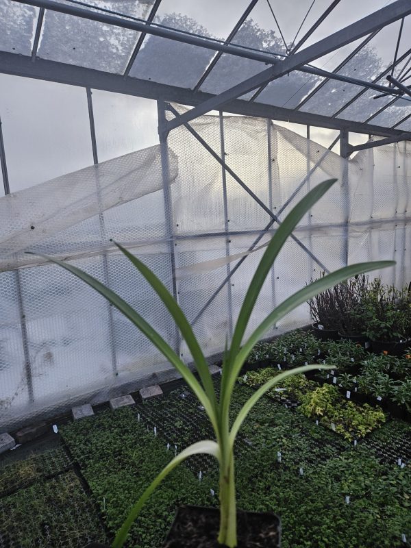 Agapanthus 'Lilac Lulaby' Agapanthus 'Lilac Lulaby'