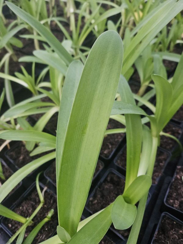 Agapanthus 'Lilac Lulaby' 2 Agapanthus 'Lilac Lulaby'