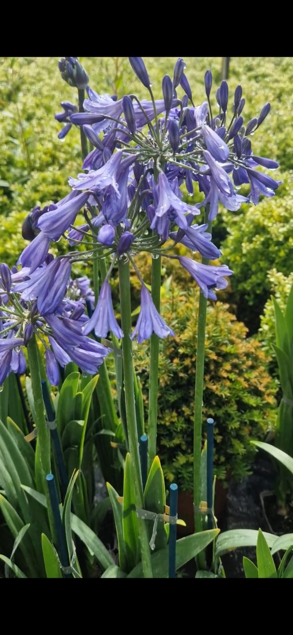 Agapanthus 'Lilac Lulaby' Agapanthus 'Lilac Lulaby'
