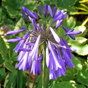Agapanthus 'Lilac Lulaby'