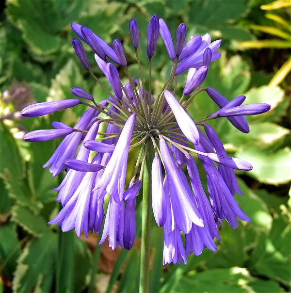 Agapanthus Lilac Lullaby Flower head 2 BEST Agapanthus 'Lilac Lulaby'