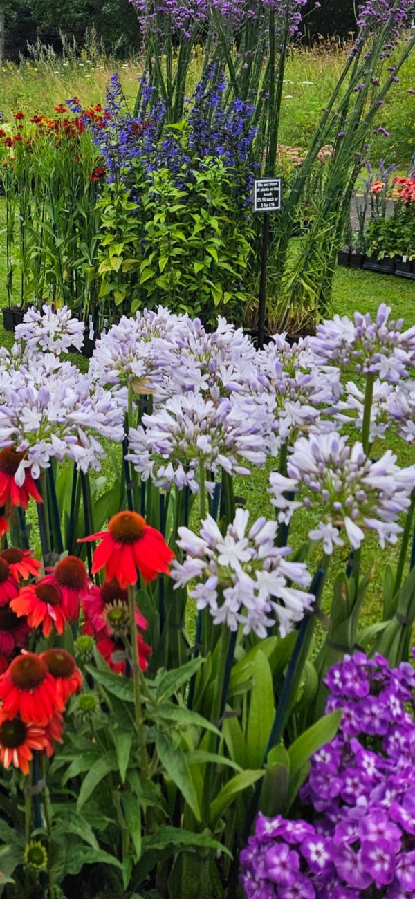 Agapanthus 'Meghans Mauve'